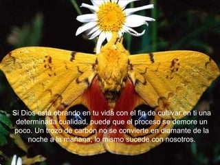 Si Dios está obrando en tu vida con el fin de cultivar en ti una
determinada cualidad, puede que el proceso se demore un
poco. Un trozo de carbón no se convierte en diamante de la
noche a la mañana; lo mismo sucede con nosotros.
 
