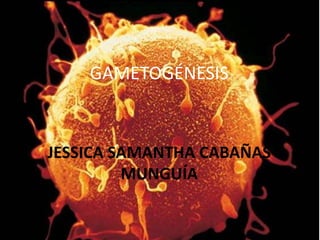 GAMETOGÉNESIS

JESSICA SAMANTHA CABAÑAS
MUNGUÍA

 