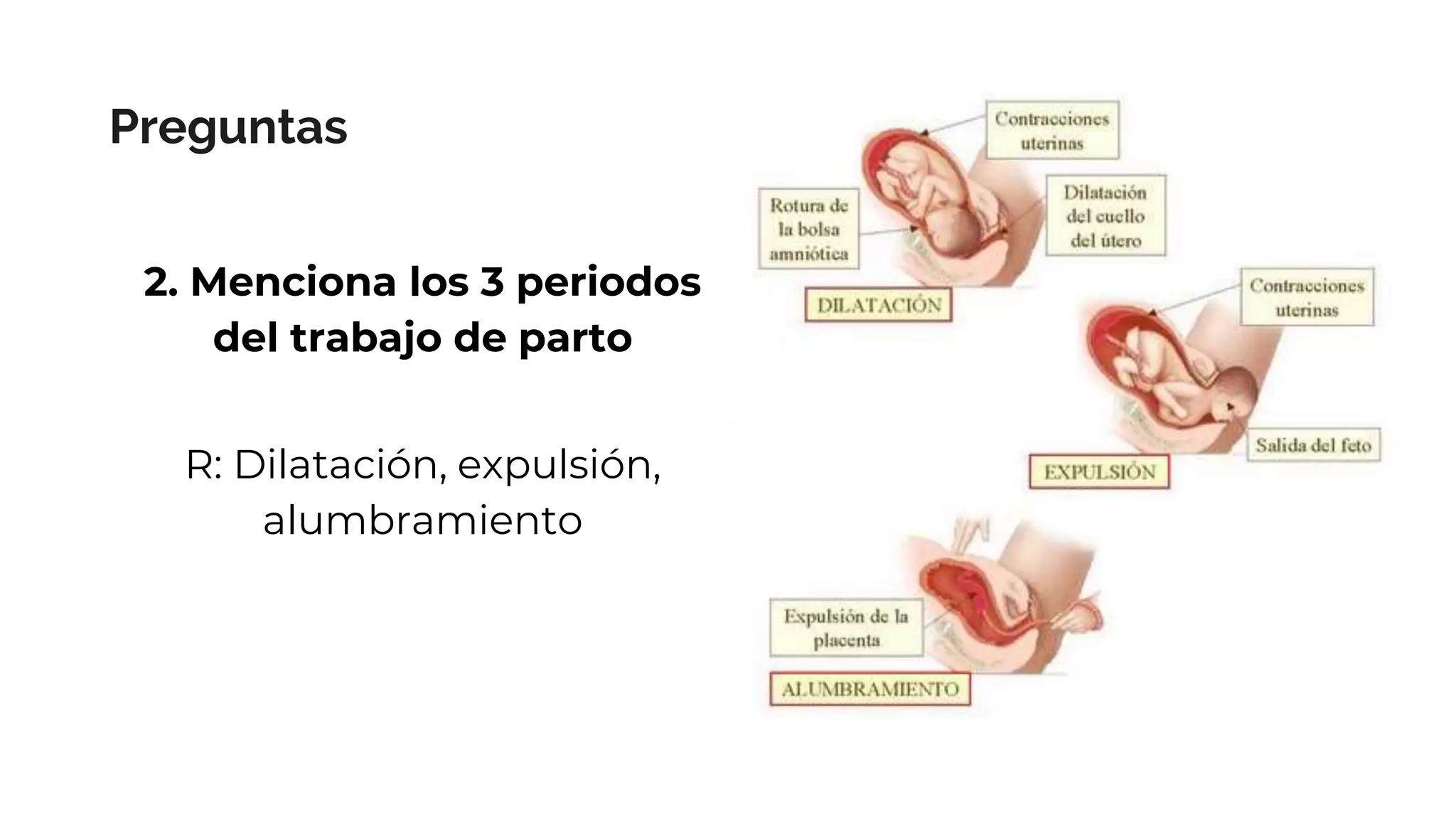 Etapas Del Parto Fases Del Parto Trabajo De Parto Images