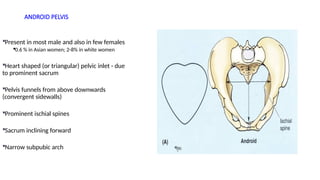Obsteritric Anatomy overview for obs and gyn | PPTX