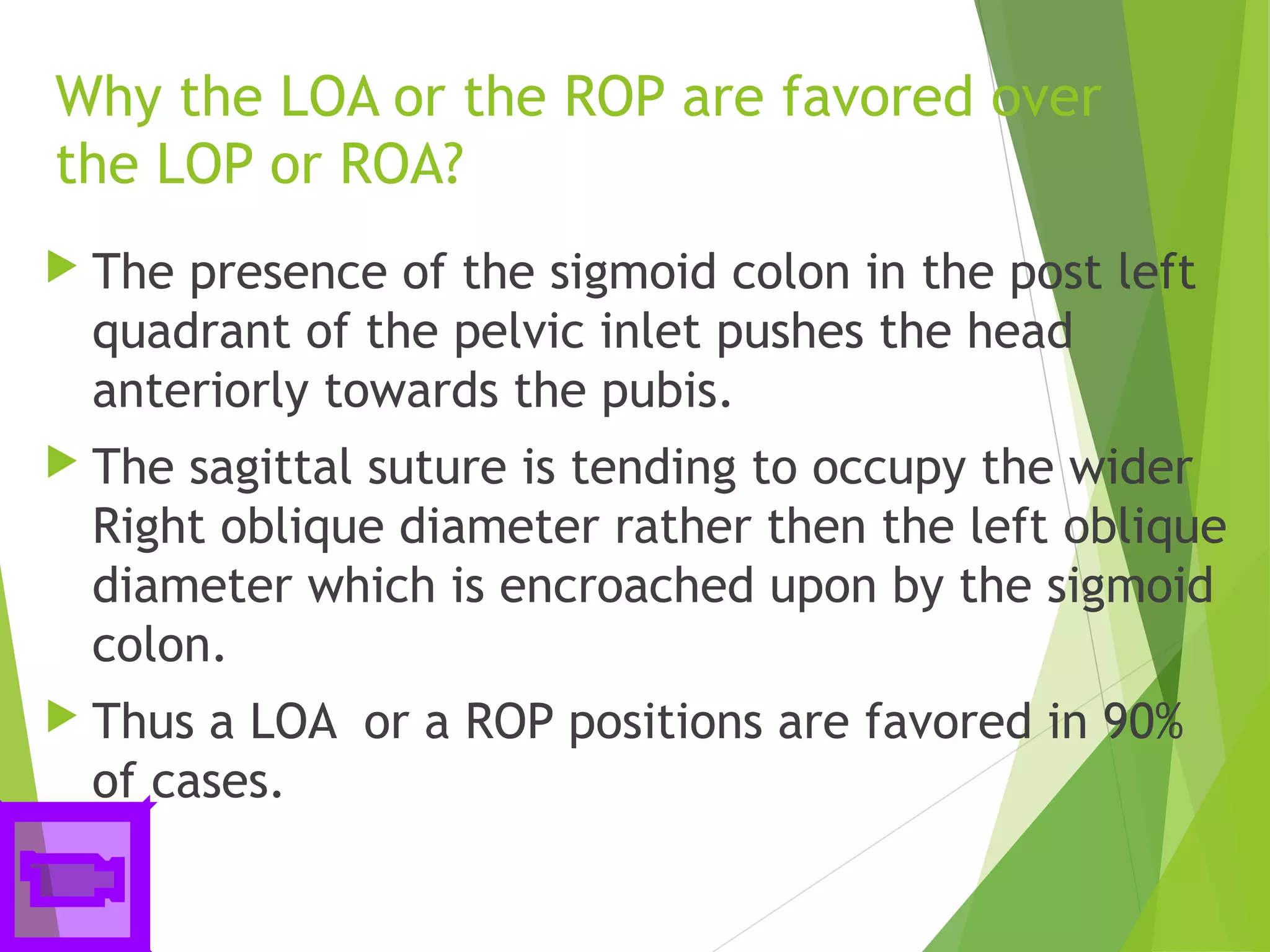 Loa Roa Obstetric anatomy | PPT