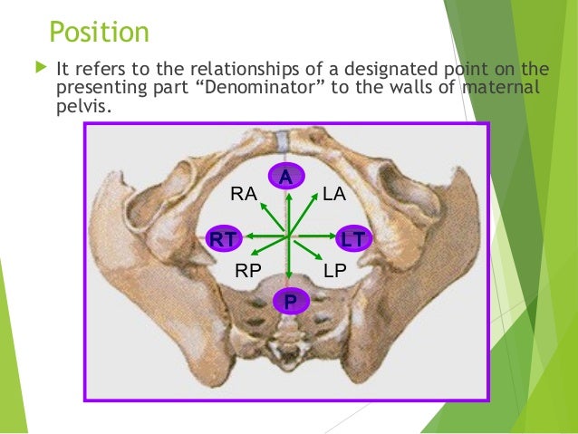 Obstetric anatomy