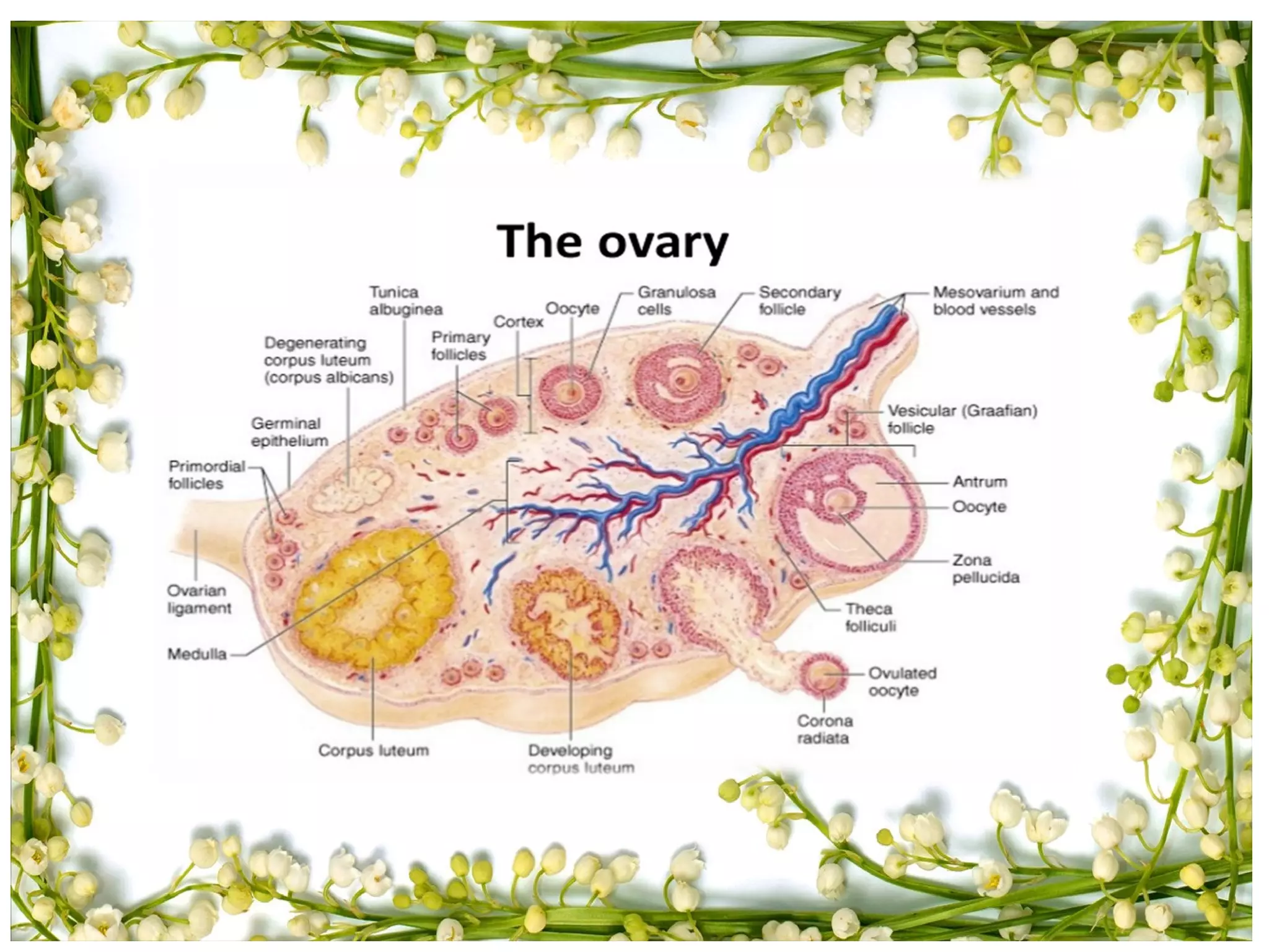 Obstetric Anatomy | PPT