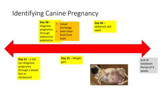 Obstetric and Neonatal Emergencies | PPTX