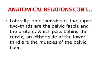 ANATOMICAL RELATIONS CONT...
• Laterally, on either side of the upper
two-thirds are the pelvic fascia and
the ureters, which pass behind the
cervix, on either side of the lower
third are the muscles of the pelvic
floor.
 