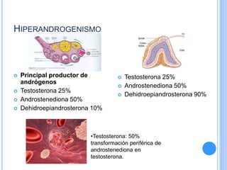 HIPERANDROGENISMO
 Principal productor de
andrógenos
 Testosterona 25%
 Androstenediona 50%
 Dehidroepiandrosterona 10%
 Testosterona 25%
 Androstenediona 50%
 Dehidroepiandrosterona 90%
•Testosterona: 50%
transformación periférica de
androstenediona en
testosterona.
 