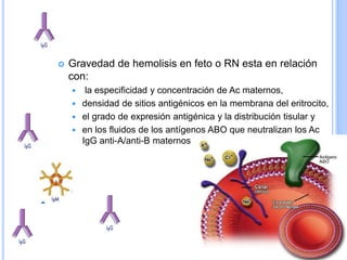  Gravedad de hemolisis en feto o RN esta en relación
con:
 la especificidad y concentración de Ac maternos,
 densidad de sitios antigénicos en la membrana del eritrocito,
 el grado de expresión antigénica y la distribución tisular y
 en los fluidos de los antígenos ABO que neutralizan los Ac
IgG anti-A/anti-B maternos
 