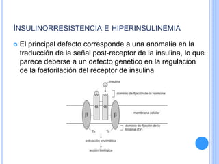 INSULINORRESISTENCIA E HIPERINSULINEMIA
 El principal defecto corresponde a una anomalía en la
traducción de la señal post-receptor de la insulina, lo que
parece deberse a un defecto genético en la regulación
de la fosforilación del receptor de insulina
 