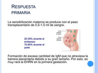RESPUESTA
PRIMARIA
La sensibilización materna se produce con el paso
transplacentario de 0.5-1.5 ml de sangre.
Formación de escasa cantidad de IgM que no atraviesa la
barrera placentaria debido a su gran tamaño. Por esto, es
muy rara la EHRN en la primera gestación.
20-30% durante el
embarazo
70-80% durante el
parto
 