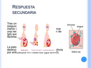 RESPUESTA
SECUNDARIA
Tras una nueva exposición al antígeno
(segundo embarazo), es necesaria una
menor cantidad de este para que comience
una respuesta secundaria con formación de
IgG que atraviesa la barrera placentaria
fácilmente.
La patogenia básica de la EHRN es la
destrucción de eritrocitos fetales Rh positivos
por anticuerpos Rh maternos (IgG anti-D).
 