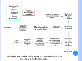 Anemia fetal
Eritropoyesis
medular y
extramedular
(hepática y
esplénica)
Hepatoespleno
megalia fetal
Compromiso
circulatorio
Hipertensi
ón portal
Hipertensi
ón de la
vena
umbilical
Edema e hiperplasia
placentaria (casos
graves)
Alteración
de la
función
metabólic
a
hepática
Disminución
de factores de
coagulación e
hipoalbumine
mia
Edemas,
ascitis,
derrames
pericárdicos
y pleurales
Insuficien
cia
cardíaca
congestiv
a
Fallo
cardíac
o
Kernícterus*
* En la vida fetal la biliar rutina formada por hemólisis cruza la
placenta y la madre la conjuga
Cuadro de la
EHRN:
 Ascitis
 Derrames
múltiples
 Hipoxia
 Acidosis
Muerte
fetal o del
neonato
 
