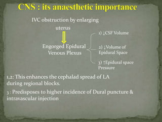 IVC obstruction by enlarging
uterus
Engorged Epidural
Venous Plexus
1) ↓CSF Volume
2) ↓Volume of
Epidural Space
3) ↑Epidural space
Pressure
1,2: This enhances the cephalad spread of LA
during regional blocks.
3 : Predisposes to higher incidence of Dural puncture &
intravascular injection
 