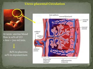 41
Utero-placental Circulation
At term: uterine blood
flow is 10% of CO
≈ 600 – 700 ml/min.
80% to placenta
20% to myometrium
 