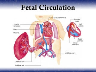 Fetal Circulation
 