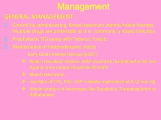 Management
GENERAL	
  MANAGEMENT	
  :	
  
1.  Control	
  by	
  administering	
  	
  Broad-­‐spectrum	
  an@micirobial	
  therapy.	
  
Mul@ple	
  drugs	
  are	
  preferable	
  as	
  it	
  is	
  	
  commonly	
  a	
  mixed	
  infec@on.	
  
2.  Prophylac@c	
  TIG	
  along	
  with	
  Tetanus	
  Toxoid.	
  
3.  Maintenance	
  of	
  haemodynamic	
  status	
  
	
  	
  	
  	
  	
  	
  Early	
  Goal	
  directed	
  therapy	
  (EGDT)	
  
v  Rapid	
  crystalloid	
  infusion.	
  MAP	
  should	
  be	
  maintained	
  at	
  65	
  mm	
  
Hg	
  and	
  urine	
  output	
  should	
  be	
  30	
  ml/hr	
  
v  Blood	
  transfusion.	
  
v  Inser@on	
  of	
  CVC,	
  PAC.	
  CVP	
  is	
  ideally	
  maintained	
  at	
  8-­‐12	
  mm	
  Hg	
  
v  Administra@on	
  of	
  ionotropes	
  like	
  Dopamine,	
  Norepinephrine	
  or	
  
Dobutamine	
  
 