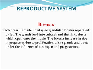 REPRODUCTIVE SYSTEM Breasts Each breast is made up of 15-20 glandular lobules separated by fat. The glands lead into tubules and then into ducts which open onto the nipple. The breasts increase in size in pregnancy due to proliferation of the glands and ducts under the influence of oestrogen and progesterone. 
