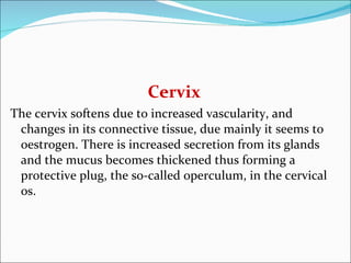 Cervix The cervix softens due to increased vascularity, and changes in its connective tissue, due mainly it seems to oestrogen. There is increased secretion from its glands and the mucus becomes thickened thus forming a protective plug, the so-called operculum, in the cervical os. 