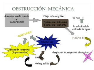 OBSTRUCCIÓN MECÁNICA
Acumulación de liquido
y
gas proximal
Flujo neto negativo
Absorción =disminuye
Secreción = aumenta
48 hrs =
la velocidad de
entrada de agua
H2O,Na, Cl
desplazan al segmento obstruido
No hay salida
Distensión intestinal
( hiperosmolar)
PG
Apariencia
Edematosa
“encharcada”
PARED
PERITONEO
 