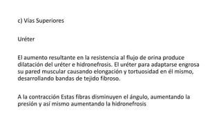 c) Vías Superiores
Uréter
El aumento resultante en la resistencia al flujo de orina produce
dilatación del uréter e hidronefrosis. El uréter para adaptarse engrosa
su pared muscular causando elongación y tortuosidad en él mismo,
desarrollando bandas de tejido fibroso.
A la contracción Estas fibras disminuyen el ángulo, aumentando la
presión y así mismo aumentando la hidronefrosis
 