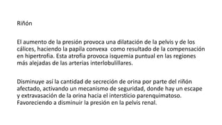 Riñón
El aumento de la presión provoca una dilatación de la pelvis y de los
cálices, haciendo la papila convexa como resultado de la compensación
en hipertrofia. Esta atrofia provoca isquemia puntual en las regiones
más alejadas de las arterias interlobulillares.
Disminuye así la cantidad de secreción de orina por parte del riñón
afectado, activando un mecanismo de seguridad, donde hay un escape
y extravasación de la orina hacia el intersticio parenquimatoso.
Favoreciendo a disminuir la presión en la pelvis renal.
 