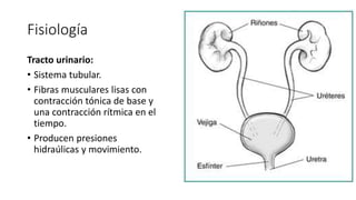Fisiología
Tracto urinario:
• Sistema tubular.
• Fibras musculares lisas con
contracción tónica de base y
una contracción rítmica en el
tiempo.
• Producen presiones
hidraúlicas y movimiento.
 
