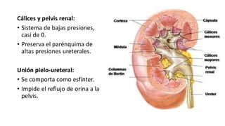 Cálices y pelvis renal:
• Sistema de bajas presiones,
casi de 0.
• Preserva el parénquima de
altas presiones ureterales.
Unión pielo-ureteral:
• Se comporta como esfínter.
• Impide el reflujo de orina a la
pelvis.
 