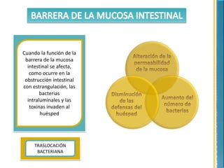 Cuando la función de la
barrera de la mucosa
intestinal se afecta,
como ocurre en la
obstrucción intestinal
con estrangulación, las
bacterias
intraluminales y las
toxinas invaden al
huésped
TRASLOCACIÓN
BACTERIANA
 