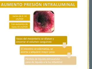 Varían de 4- 14
cm/H20
Con aumentos de
hasta 19 cm/H20
Vasos del mesenterio se dilatan y
encerrar el volumen sanguíneo
El intestino se edematiza, se
acorta y adquiere mayor peso
Pérdida de líquido extracelular ,
paso de líquido a la luz intestinal
 