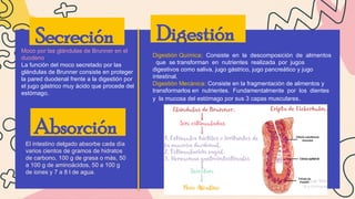 Comprehensive Overview of Intestinal Obstruction: Anatomy ...