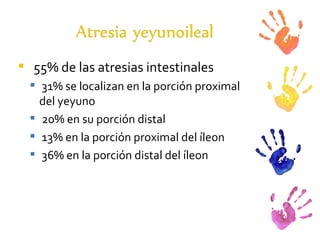 55% de las atresias intestinales 31% se localizan en la porción proximal del yeyuno 20% en su porción distal 13% en la porción proximal del íleon  36% en la porción distal del íleon 
