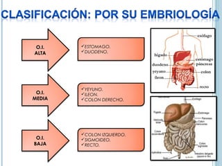 O.I.    ESTOMAGO.
ALTA    DUODENO.




        YEYUNO.
 O.I.   ILEON.
MEDIA   COLON DERECHO.




        COLON IZQUIERDO.
 O.I.   SIGMOIDEO.
BAJA    RECTO.
 