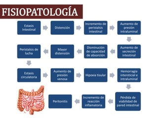 FISIOPATOLOGÍA
Estasis
Intestinal
Distención
Incremento de
peristalsis
intestinal
Aumento de
presión
intraluminal
Aumento de
secreción
intestinal
Disminución
de capacidad
de absorción
Mayor
distensión
Peristalsis de
lucha
Estasis
circulatoria
Aumento de
presión
venosa
Hipoxia tisular
Hemorragia
intersticial e
intraluminal
Pérdida de
viabilidad de
pared intestinal
Incremento de
reacción
inflamatoria
Peritonitis
 