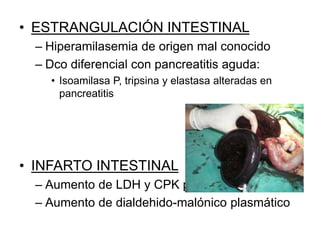 • ESTRANGULACIÓN INTESTINAL
– Hiperamilasemia de origen mal conocido
– Dco diferencial con pancreatitis aguda:
• Isoamilasa P, tripsina y elastasa alteradas en
pancreatitis
• INFARTO INTESTINAL
– Aumento de LDH y CPK plasmáticas
– Aumento de dialdehido-malónico plasmático
 