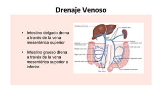 Drenaje Venoso
.
• Intestino delgado drena
a través de la vena
mesentérica superior
• Intestino grueso drena
a través de la vena
mesentérica superior e
inferior.
 