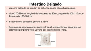 Intestino Delgado
• Intestino delgado es tubular, se extiende desde píloro hasta ciego.
• Mide 270-290cm, longitud del duodeno es 20cm, yeyuno de 100-110cm, e
íleon es de 150-160cm.
• 3 segmentos: duodeno, yeyuno e íleon.
• Duodeno es segmento mas proximal, en el retroperitoneo, separado del
estomago por píloro y del yeyuno por ligamento de Treitz.
 