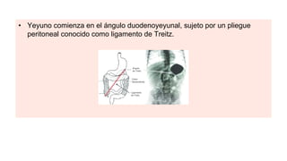 • Yeyuno comienza en el ángulo duodenoyeyunal, sujeto por un pliegue
peritoneal conocido como ligamento de Treitz.
 