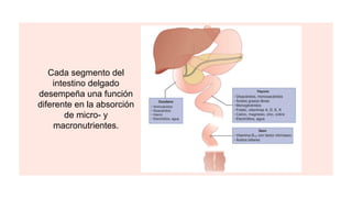 Cada segmento del
intestino delgado
desempeña una función
diferente en la absorción
de micro- y
macronutrientes.
 