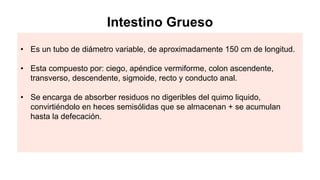 • Es un tubo de diámetro variable, de aproximadamente 150 cm de longitud.
• Esta compuesto por: ciego, apéndice vermiforme, colon ascendente,
transverso, descendente, sigmoide, recto y conducto anal.
• Se encarga de absorber residuos no digeribles del quimo liquido,
convirtiéndolo en heces semisólidas que se almacenan + se acumulan
hasta la defecación.
Intestino Grueso
 