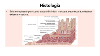 Histología
• Esta compuesto por cuatro capas distintas: mucosa, submucosa, muscular
externa y serosa.
 