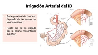 Irrigación Arterial del ID
• Parte proximal de duodeno
depende de las ramas del
tronco celiaco.
• Resto del ID es irrigado
por la arteria mesentérica
superior.
 