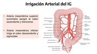 Irrigación Arterial del IG
• Arteria mesentérica superior
suministra sangre al colon
ascendente y transverso
• Arteria mesentérica inferior
irriga el colon descendente y
sigmoides
 