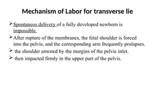 Mechanism of Labor for transverse lie
Spontaneos delivery of a fully developed newborn is
impossible
After rupture of the membranes, the fetal shoulder is forced
into the pelvis, and the corresponding arm frequently prolapses.
 the shoulder arrested by the margins of the pelvic inlet.
 then impacted firmly in the upper part of the pelvis.
 