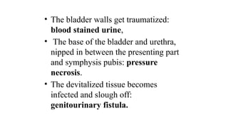 • The bladder walls get traumatized:
blood stained urine,
• The base of the bladder and urethra,
nipped in between the presenting part
and symphysis pubis: pressure
necrosis.
• The devitalized tissue becomes
infected and slough off:
genitourinary fistula.
 