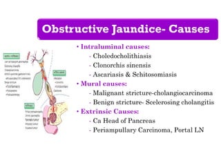 Obstructive Jaundice- Causes
• Intraluminal causes:
- Choledocholithiasis
- Clonorchis sinensis
- Ascariasis & Schitosomiasis
• Mural causes:
- Malignant stricture-cholangiocarcinoma
- Benign stricture- Scelerosing cholangitis
• Extrinsic Causes:
- Ca Head of Pancreas
- Periampullary Carcinoma, Portal LN
 