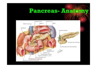 Pancreas- Anatomy
 
