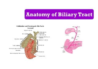 Anatomy of Biliary Tract
 