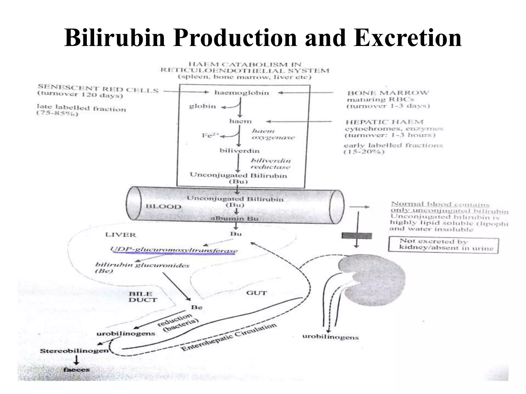 Bilirubin Production and Excretion
 
