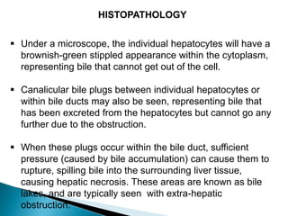  Under a microscope, the individual hepatocytes will have a
brownish-green stippled appearance within the cytoplasm,
representing bile that cannot get out of the cell.
 Canalicular bile plugs between individual hepatocytes or
within bile ducts may also be seen, representing bile that
has been excreted from the hepatocytes but cannot go any
further due to the obstruction.
 When these plugs occur within the bile duct, sufficient
pressure (caused by bile accumulation) can cause them to
rupture, spilling bile into the surrounding liver tissue,
causing hepatic necrosis. These areas are known as bile
lakes, and are typically seen with extra-hepatic
obstruction.
HISTOPATHOLOGY
 