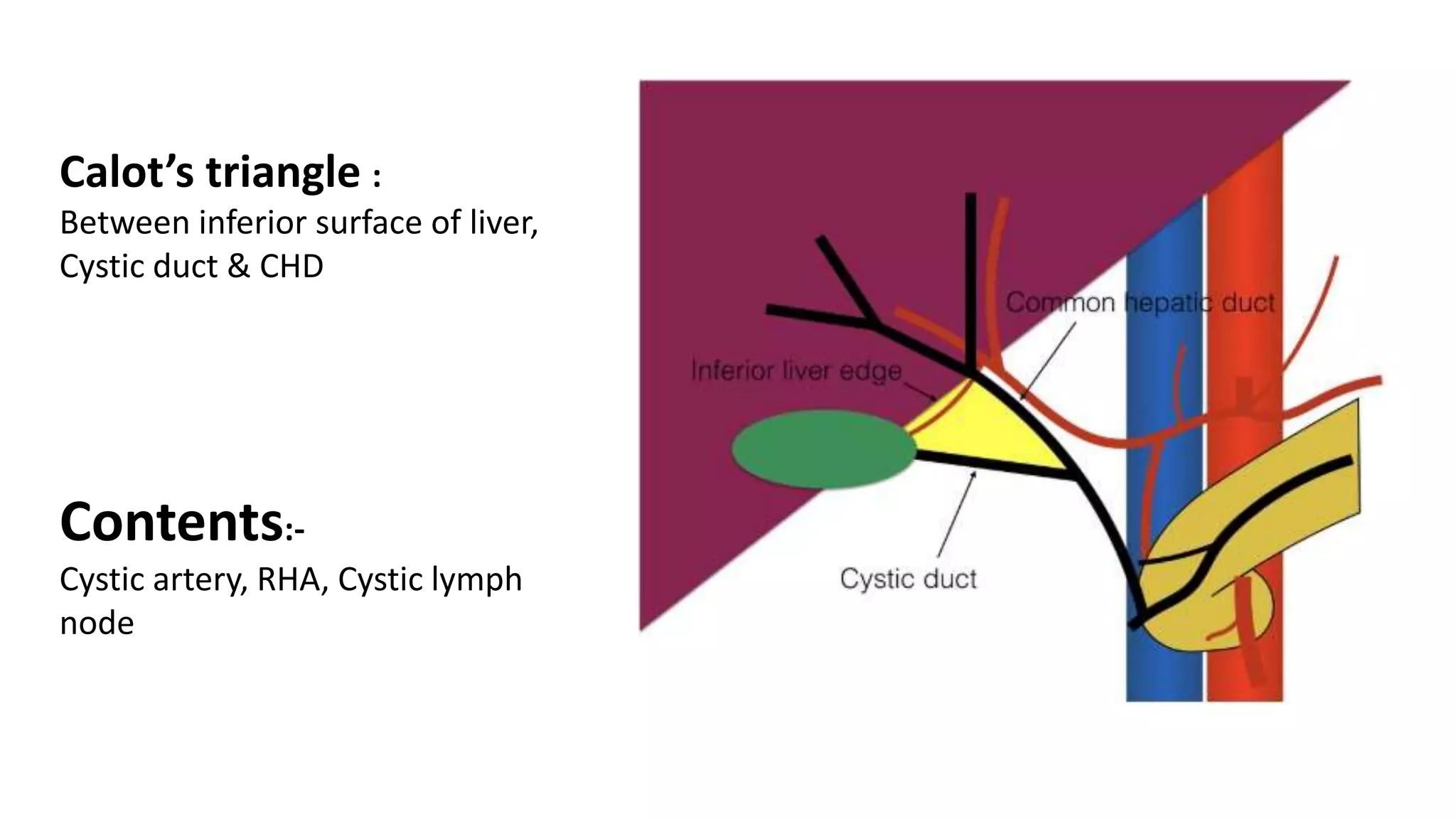 Calot’s triangle :
Between inferior surface of liver,
Cystic duct & CHD
Contents:-
Cystic artery, RHA, Cystic lymph
node
 
