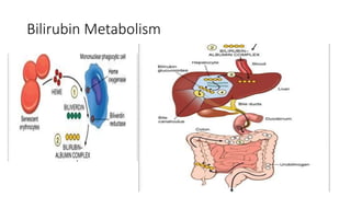 Bilirubin Metabolism
 